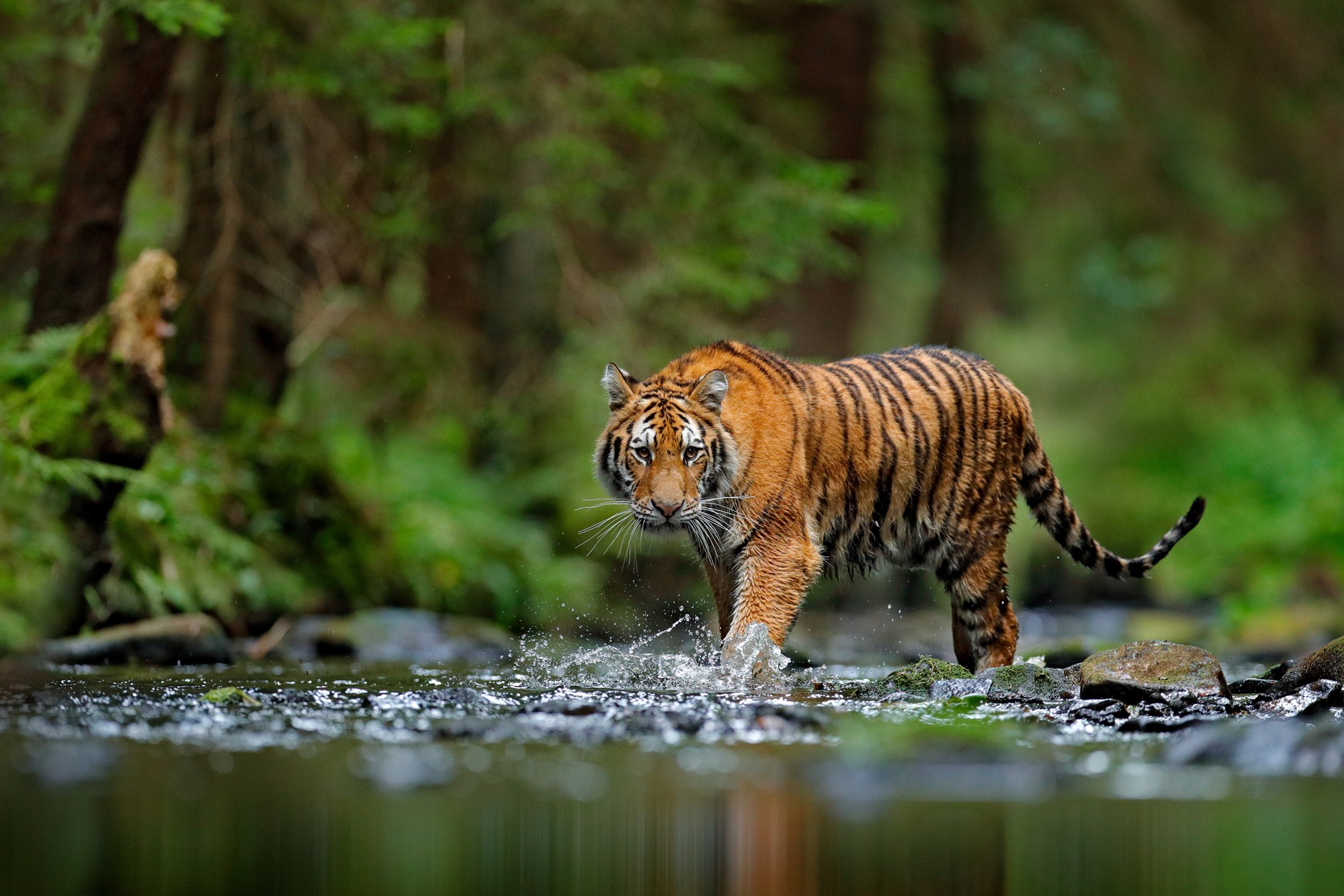 periyar tiger trail